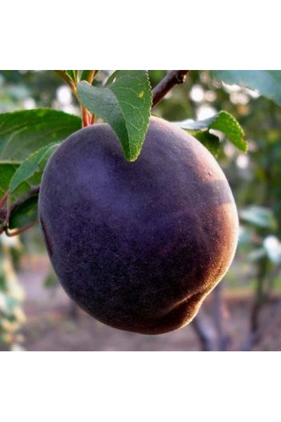 Prunus armeniaca Chornyi Oksamyt